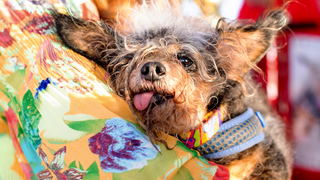 Nuevo rey entre los feos: este es el ganador del concurso de perros más feos del mundo